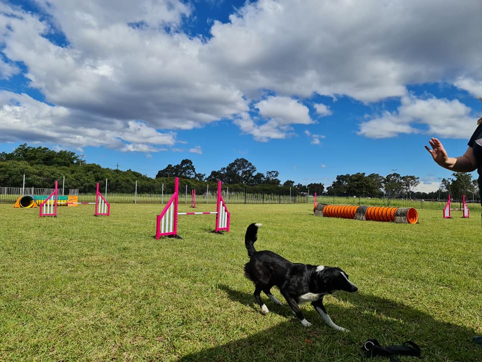 my dog agility centre field hire