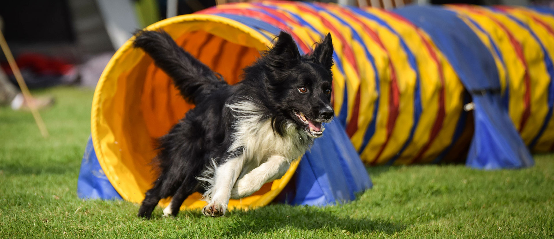 Mydacs My Dog Agility Centre Riverstone Sydney